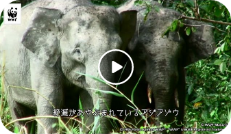 動画サムネイル