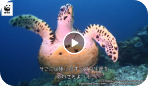 動画サムネイル