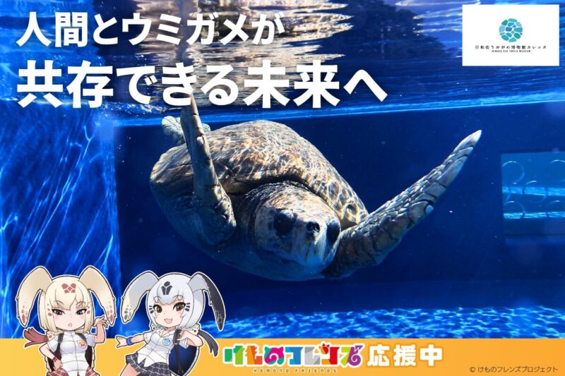 『カレッタ友の会』×『けものフレンズ』コラボ！ウミガメを守る仲間を増やすクラウドファンディング始動！